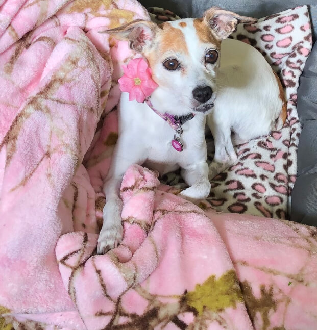 Photo of Allison Katherine, a little white and tan dog, who is the official "puplick relations officer" at the Gainesville Medical Injury Center: Momentum Rehab & Chiropractic, wearing a collar with a pink flower and laying on a bed of pink and pink leopard blankets.